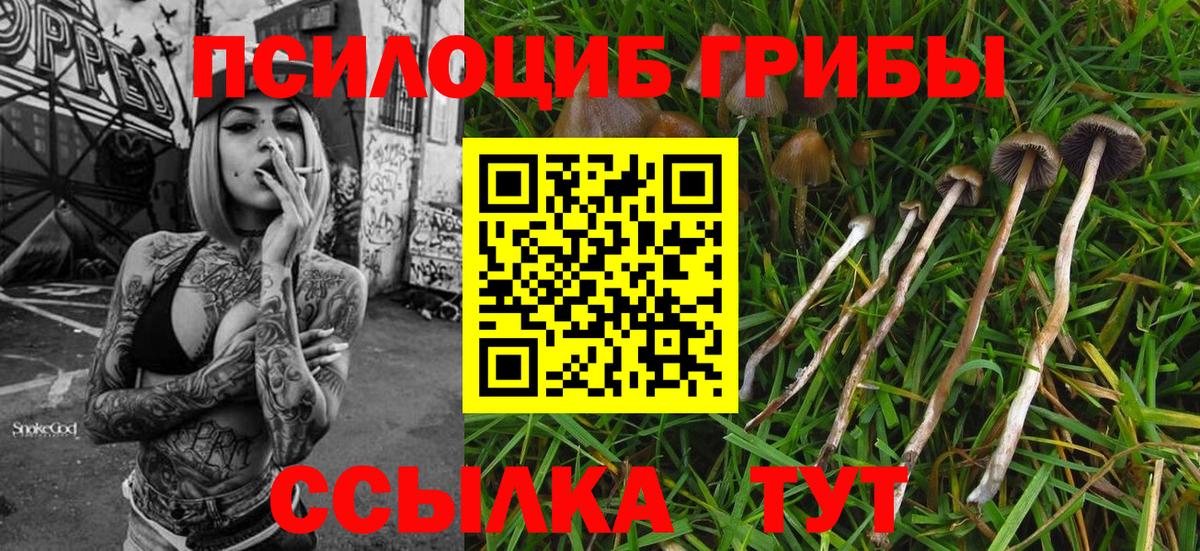 Кудымкар  Псилоцибиновые грибы Psilocybe  Вход с VPN 